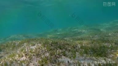海底和海藻生长的慢动作镜头